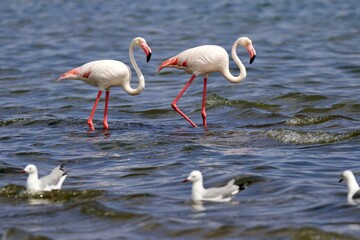 Flamingo am Meerufer