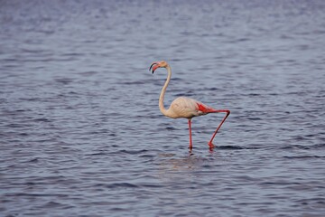 Flamingo läuft durch offenes Wasser