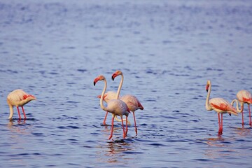 Flamingo am Meerufer