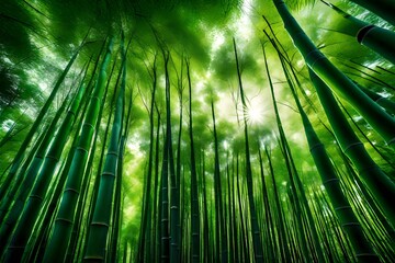 green bamboo forest in sunlight