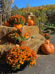 Pumpkins, squash and orange chrysanthemum flowers on hay bales. Fall harvest from a farm. Gourds in the garden. Halloween or autumn decoration. 
