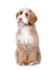 Cute tuxedo young Labradoodle dog, sitting up facing front. Looking side ways way from camera. Isolated on a white background.
