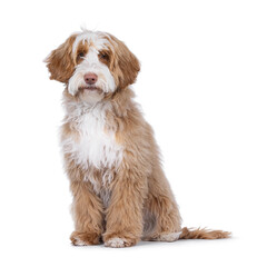Cute tuxedo young Labradoodle dog, sitting up side ways. Looking straight to camera. Isolated on a white background.