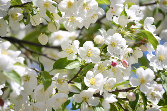 Pink and white blooms of a crabapple tree against a blue sky in spring. Flowering trees