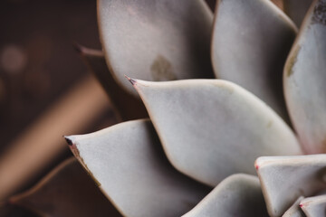 Small succulent plant on the rustic background. Selective focus. Shallow depth of field.