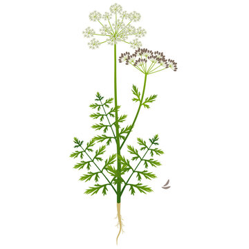 Regular cumin plant with flowers and fruits on a white background..eps