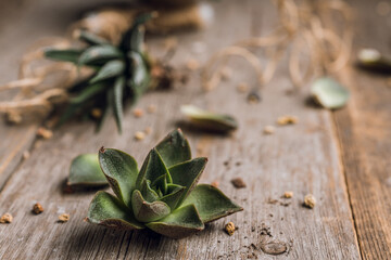Small succulent plants wait for transplanting on the rustic background. Selective focus. Shallow depth of field.