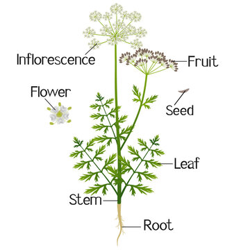 Parts of a regular cumin plant on a white background..eps