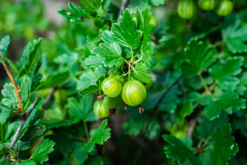 Green gooseberry berries in the garden. Selective focus.