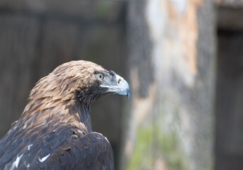 Tallinn Estonia - April 06 2024: Head portrait of an eastern imperial eagle (Aquila heliaca). Gorgeous predator bird with sharp peak.