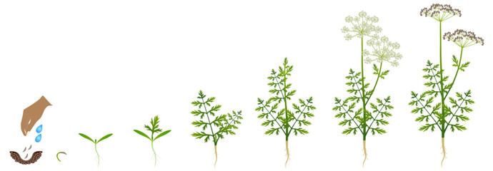 Cycle of growth of regular cumin plant isolated on a white background..eps