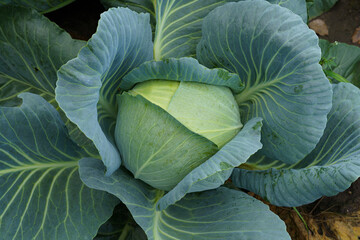 Fresh Cabbage Head in a Garden at Dawn