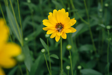 Yellow Heliopsis aster flower and bee close-up on a dark green blurred background in the garden, close up.