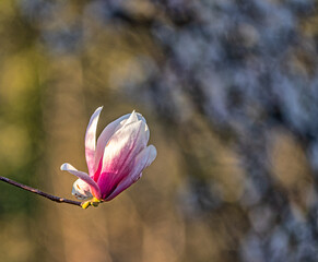 Magnolia tree in bloom in early spring - 781557343