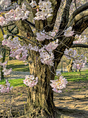 Central Park in spring - 781557368