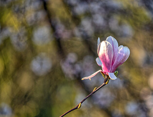 Magnolia tree in bloom in early spring - 781557516