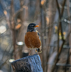 American robin ,Turdus migratorius  is a migratory bird - 781557532