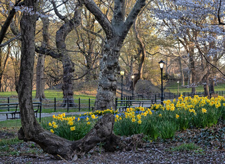 Central Park in spring - 781557573