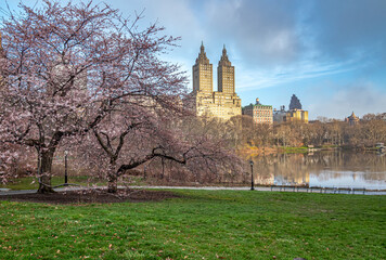 Central Park in spring - 781557943