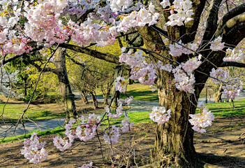 Central Park in spring - 781557950