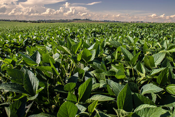 Rural landscape with fresh green soy field. Soybean field, in Brazil.