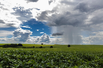 Heavy clouds and rain arrive at a green soybean plantation in the rural area of Brazil