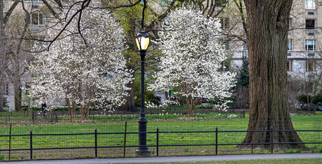 Central Park in spring - 781558941