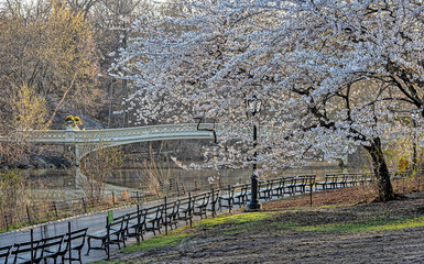 Central Park in spring - 781558943