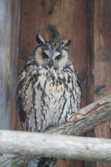 Tallinn Estonia - April 06 2024: Head portrait of the long-eared owl (Latin: Asio otus), also known as the northern long-eared owl. Silent nocturnal killer.
