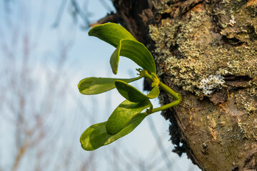 Close-up of a young mistletoe plant (Viscum album, common mistletoe). Macro photo of European mistletoe branches on a tree
