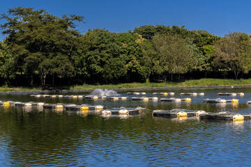 Tanks web used for raising tilapia on a fish farm in Brazil