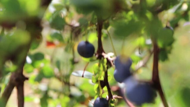 Frutos de Calafate (Berberis microphylla) 