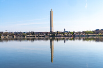Washington Monument, fully reflected on the tidal basin, during cherry blossom season
