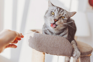 Silver tabby cat with sratching furniture. short hair cat playing on cat tower. Cute pet on cat tree at home. 