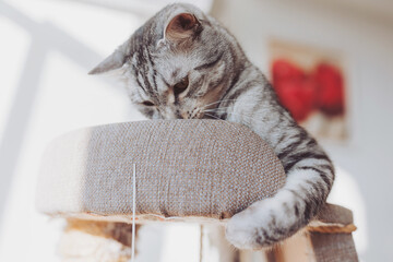 Silver tabby cat with sratching furniture. short hair cat playing on cat tower. Cute pet on cat...