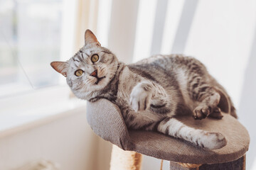 Silver tabby cat with sratching furniture. short hair cat playing on cat tower. Cute pet on cat tree at home. 