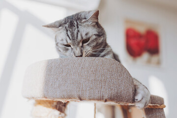 Silver tabby cat with sratching furniture. short hair cat playing on cat tower. Cute pet on cat...