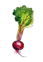 Vegetables food illustrations. Watercolor and ink sketches.  Beetroot with tops