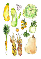 Vegetables food illustrations. Watercolor and ink sketches. Pumpkin, corn, cabbage, zucchini, carrots, tomatoes, spinach