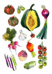 Vegetables food illustrations. Watercolor and ink sketches. Tomatoes, pumpkin, red onion, rutabaga, beans, garlic - 781563522