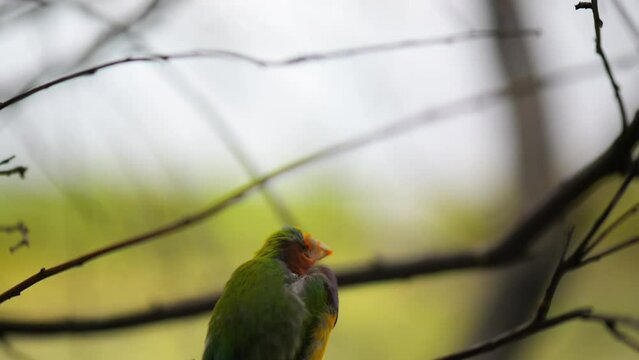 Gouldian finch