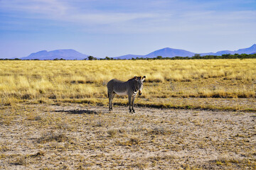 An endangered and rare Grevy's Zebra contemplates visitors in the dry savanna grass plains with...