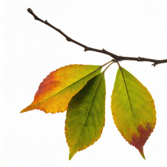 Autumn Leafs isolated on studio white background