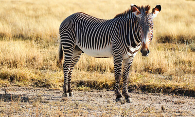 Close up of a beautiful endangered Grevy's Zebra viewing visitors warily at the far distance at the...