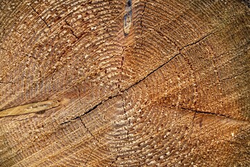 texture of wood, tree trunk background 