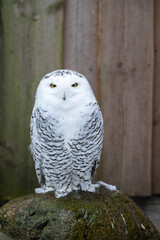 Tallinn Estonia - April 06 2024: Portrait of a snowy owl (Latin: Bubo scandiacus) in front of wooden background. Large majestic white owl.
