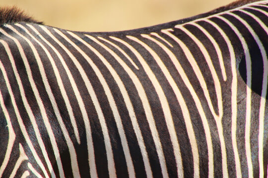 Close up image of the spaced stripe patterns of a magnificent rare and endangered Grevy's Zebra at the Buffalo Springs Reserve in Samburu County, Kenya