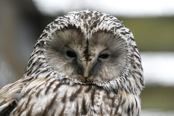 Tallinn Estonia - April 06 2024:   Round facial disc of an Ural Owl (Latin: Strix Uralensis). Head...