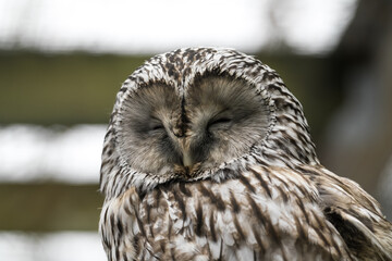 Tallinn Estonia - April 06 2024:   Round facial disc of an Ural Owl (Latin: Strix Uralensis). Head portrait of gorgeous large nocturnal predator bird with sharp peak.