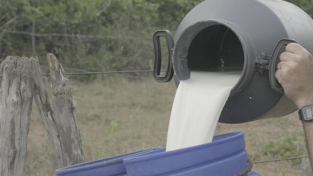 Leite de vaca em tambor sendo derramado